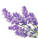 Air Innovations Great Innovations Aromatherapy Pads For Air Innovations