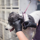 AMMEX Professional Nitrile Disposable Exam Gloves Large Black Powder Free 100 pk