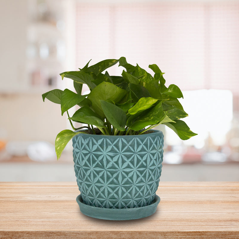 Trendspot Tribeca 7.3 in. H X 8.3 in. W X 8.3 in. D X 8 in. D Ceramic Planter Teal
