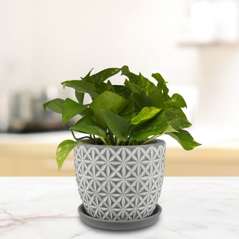 Trendspot Tribeca 7.3 in. H X 8.3 in. W X 8.3 in. D X 8 in. D Ceramic Planter Charcoal