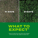 Scotts Turf Builder Rapid Grass Tall Fescue Grass Sun or Shade Grass Seed and Fertilizer 5.6 lb