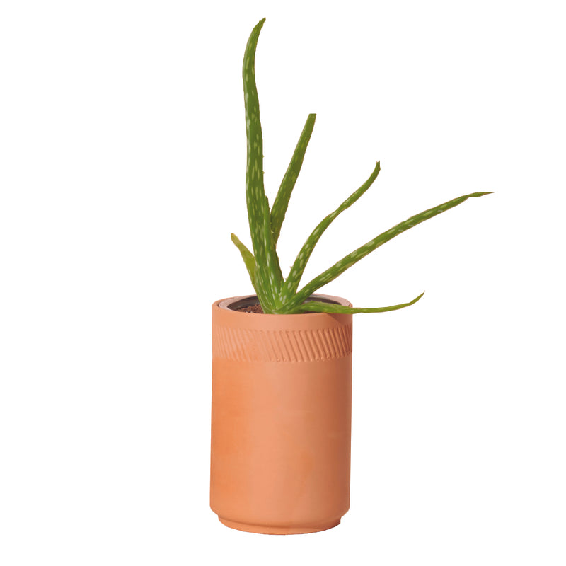 Modern Sprout Healing Aloe Succulent Seed Starter Kit