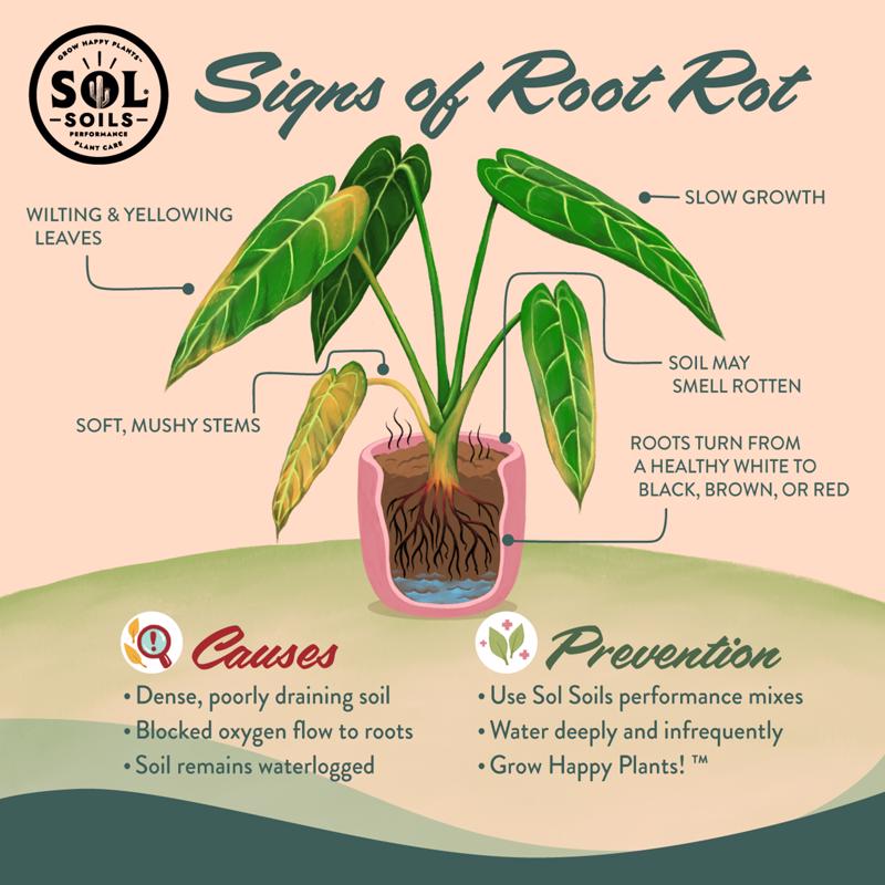 Sol Soils Flower and Plant Leca Balls 2 qt