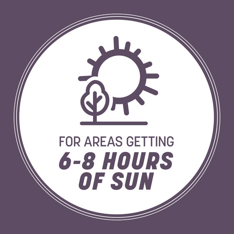 Pennington Annual Ryegrass Sun or Shade Grass Seed 25 lb