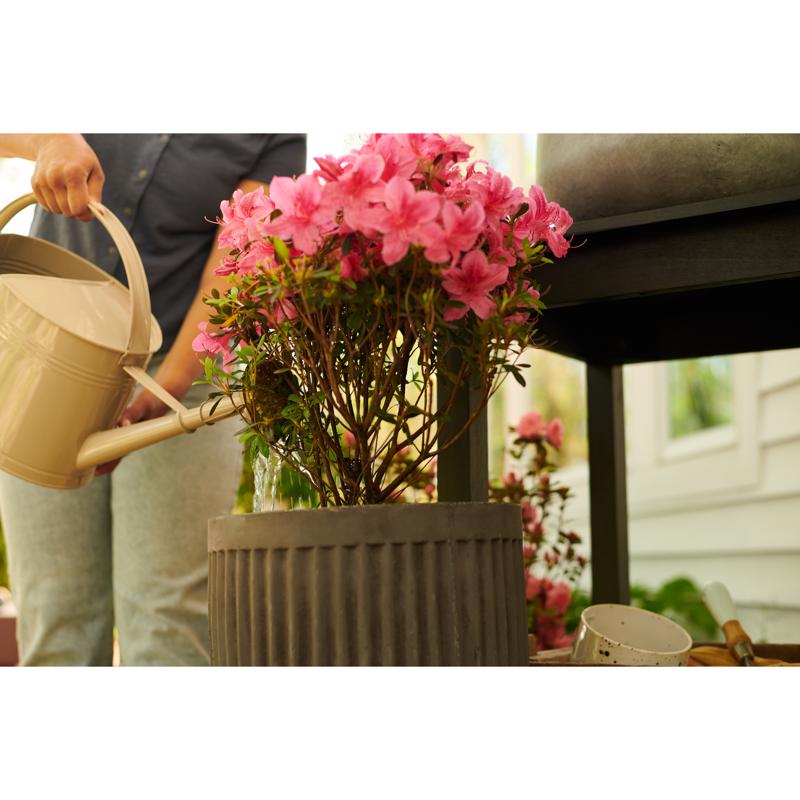 Miracle-Gro Powder Acid-Loving Plants of Azalea, Camellia, Rhododendron Plant Food 5 lb