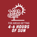 Pennington Smart Seed Perennial Ryegrass Sun or Shade Grass Seed and Fertilizer 3 lb