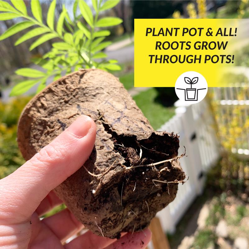 Ferry-Morse 7 Cells 7 in. H X 4 in. W X 4 in. L Seed Starting Peat Pot 7 pk