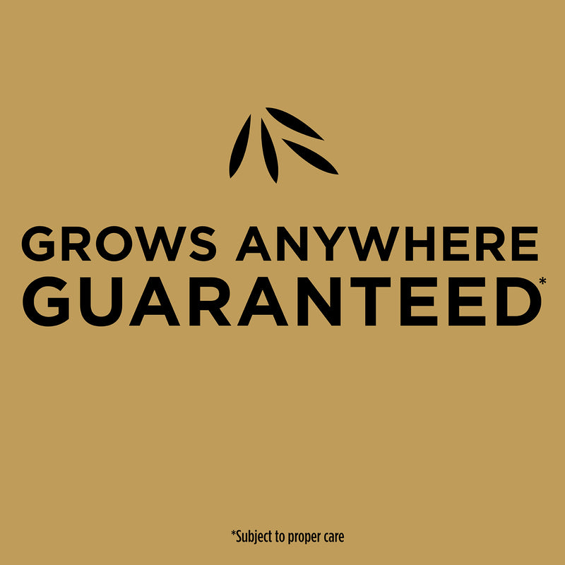Scotts EZ Seed Tall Fescue Grass Sun or Shade Seed/Fertilizer/Mulch Repair Kit 3.75 lb