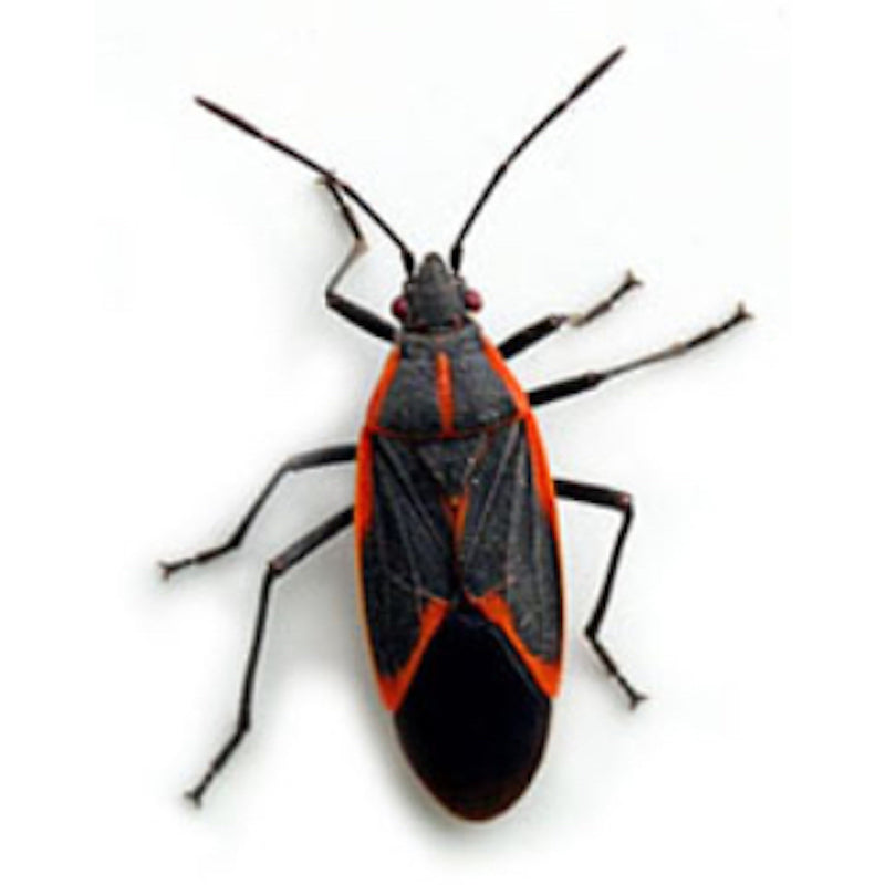 BUGG BUGGSLAYER Stink Bug Killer Liquid Concentrate 16 oz