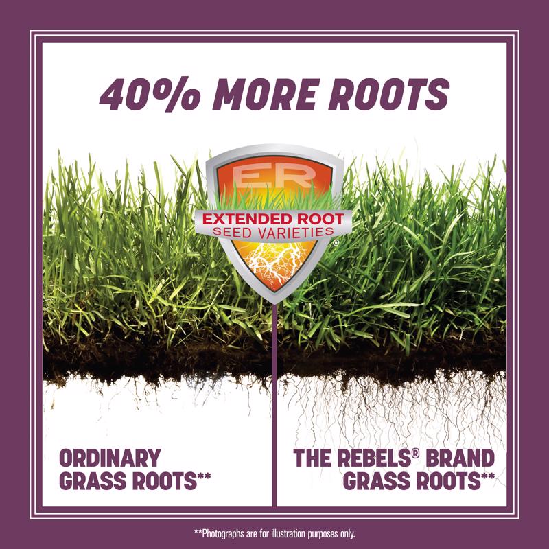 Pennington The Rebels Tall Fescue Grass Dense Shade Grass Seed 3 lb