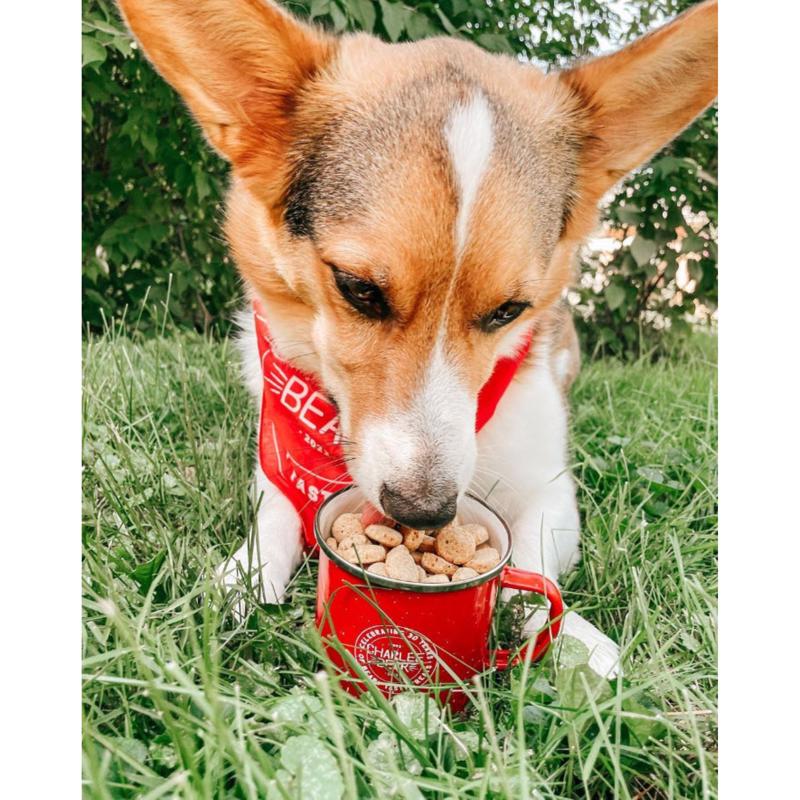 Charlee Bear Grain Free Crunch Bacon Blueberry Grain Free Biscuit For Dogs 8 oz 1 pk