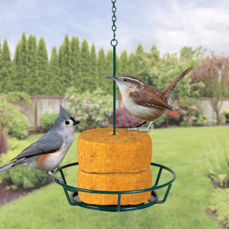 Kaytee All Wild Birds Peanut Suet 14.5 oz