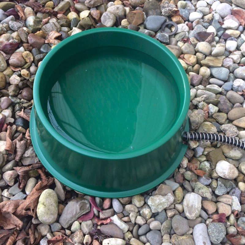 Farm Innovators Green Plastic 1 qt Heated Pet Bowl For Small Animals
