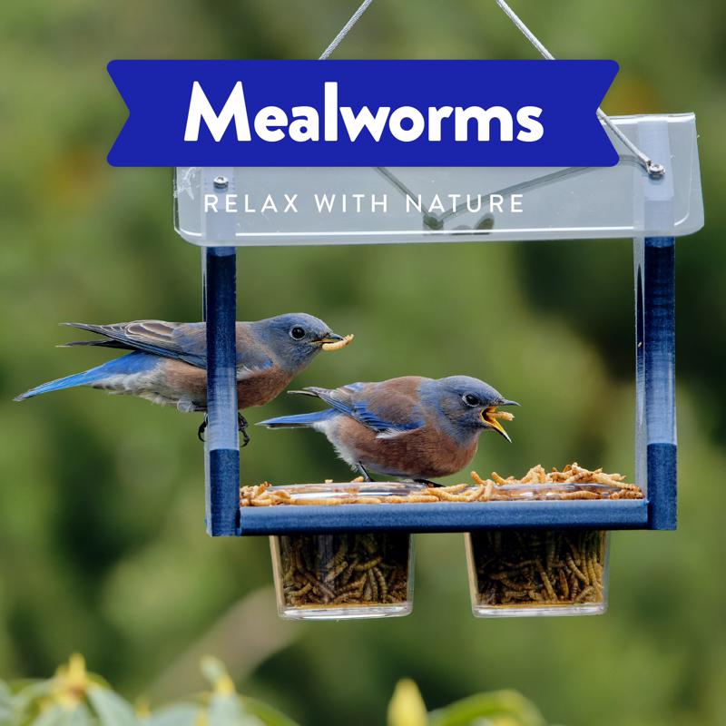 Chirp Mealworms Wild Bird Food 32 oz