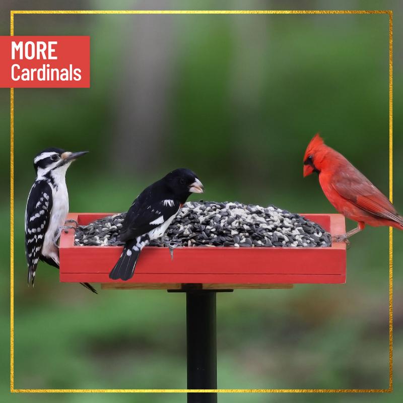 Chirp Max Attract Max Cardinal Wild Bird Food 7 lb