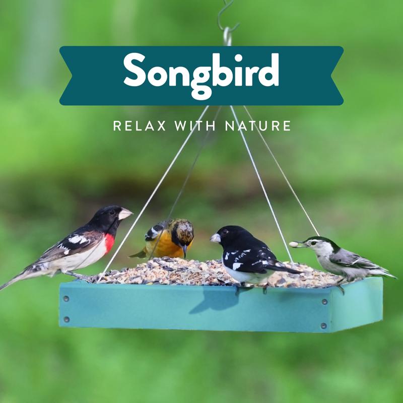 Chirp Songbird Wild Bird Food 15 lb