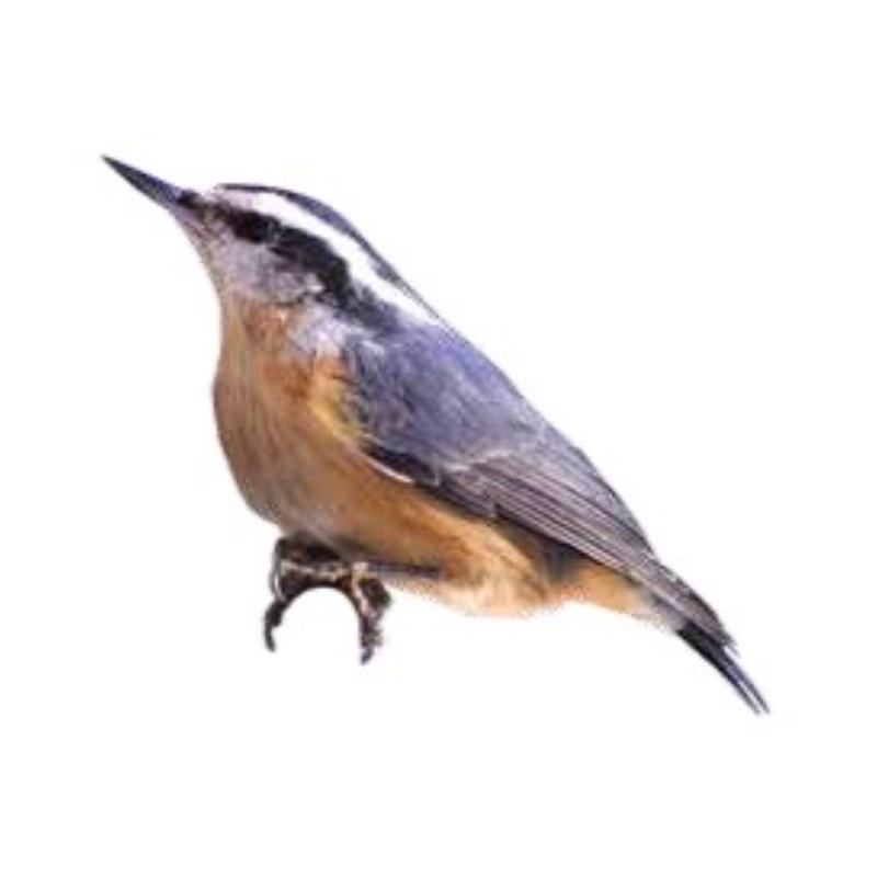 Chirp Peanut Crunch No Melt Suet Peanut Suet 11 oz