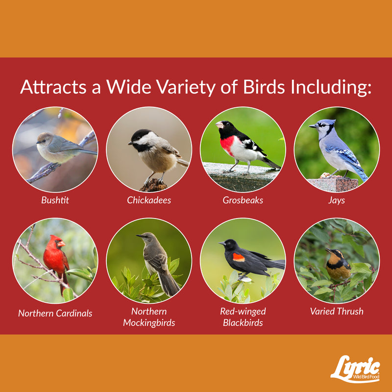 Lyric Cardinal Sunflower Seeds Wild Bird Food 3.75 lb