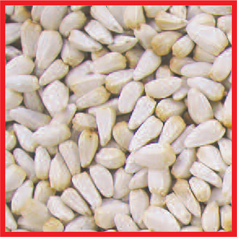 Cole's Assorted Species Safflower Seeds Wild Bird Food 10 lb