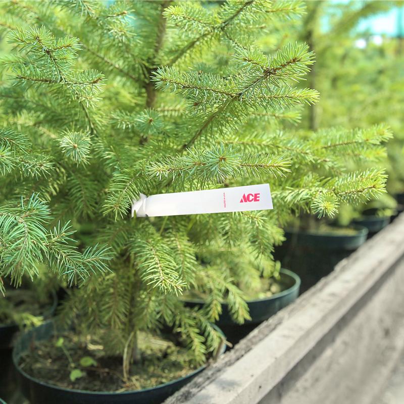 ACE TREE TAGS 1"X8-1/2"