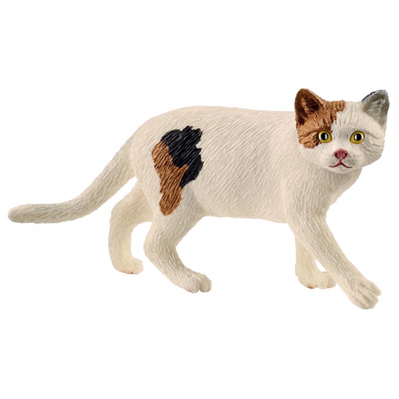 AMERICAN SHORTHAIR 3-8Y