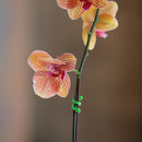 Nite Ize Gear Tie 3 in. L Assorted Twist Ties 4 pk