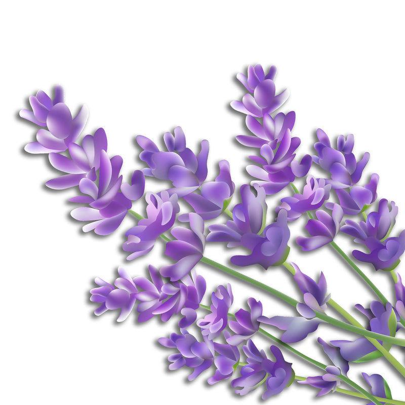 Air Innovations Great Innovations Aromatherapy Pads For Air Innovations