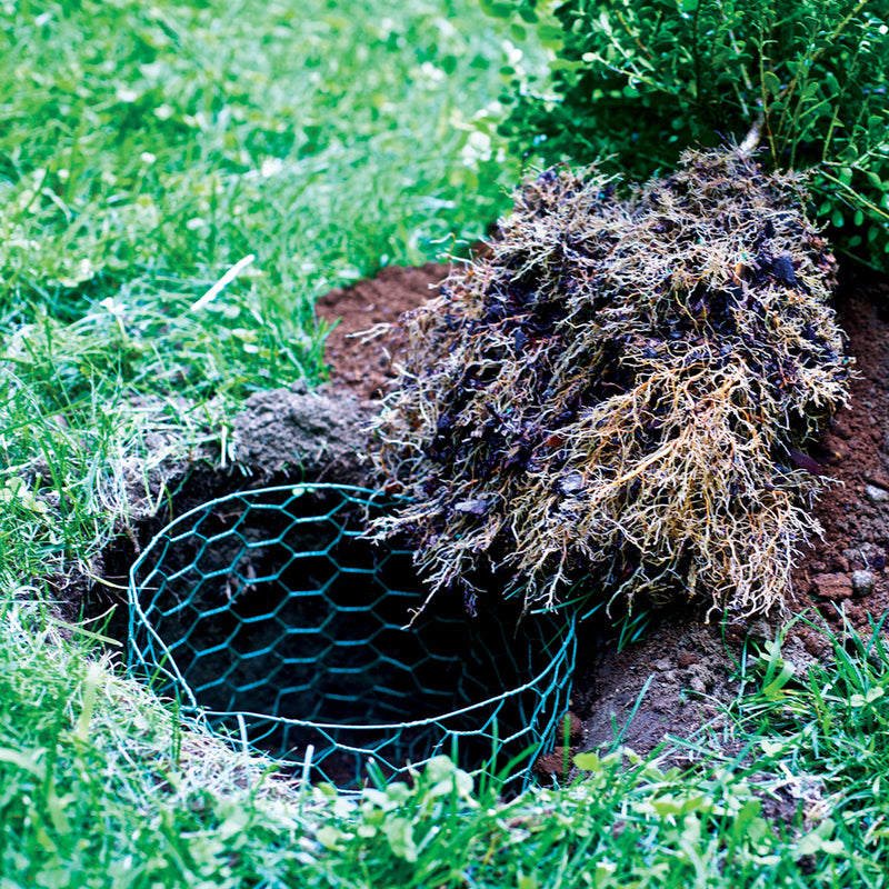 Garden Craft 36 in. H X 25 ft. L Steel Poultry Netting 1 in.