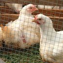 IronRidge 30 in. H X 10 ft. L Galvanized Steel Welded Wire Fence 1 in.