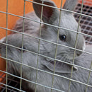 IronRidge 24 in. H X 15 ft. L Galvanized Steel Welded Wire Fence 1 in.