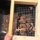 IronRidge 24 in. H X 25 ft. L Galvanized Steel Welded Wire Fence 1 in.