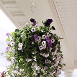 OOK Medium Black Steel 1-1/2 in. L Swag Hook 30 lb 2 pk