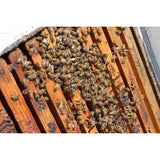 World Honey Market Gallberry Honey 12 oz Bottle