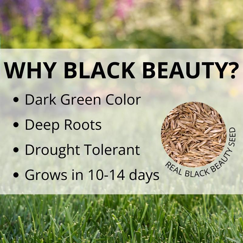 Jonathan Green Black Beauty Heavy Traffic Mixed Full Sun/Medium Shade Grass Seed 7 lb