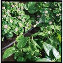 Orbit For 1/4 in. Tubing Drip Irrigation Tubing Stake 0.5 in. H 10 pk