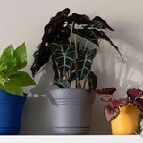 Bloem Saturn 7 in. D Polyresin Planter Charcoal
