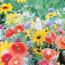 Ferry-Morse Pollinator Wildflower Mix Seeds 1 pk