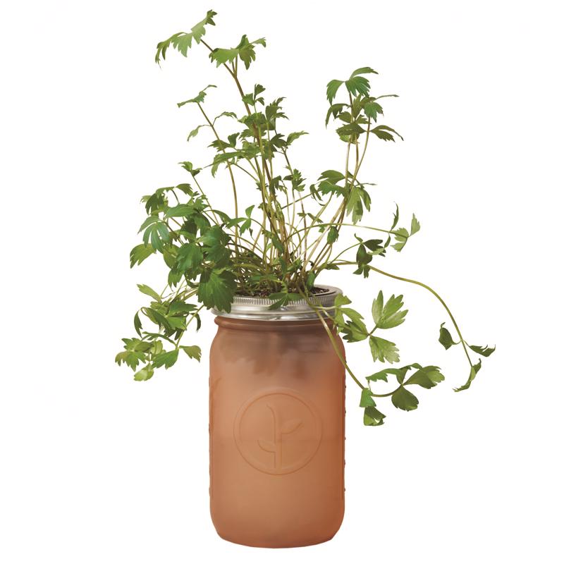 Modern Sprout Parsley Grow Kit 1 pk