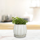 Trendspot Contour 5.5 in. H X 5.9 in. W X 5.9 in. D X 6 in. D Ceramic Planter White