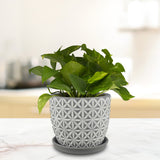 Trendspot Tribeca 7.3 in. H X 8.3 in. W X 8.3 in. D X 8 in. D Ceramic Planter Charcoal