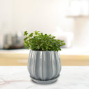 Trendspot Contour 5.5 in. H X 5.9 in. W X 5.9 in. D X 6 in. D Ceramic Planter Gray
