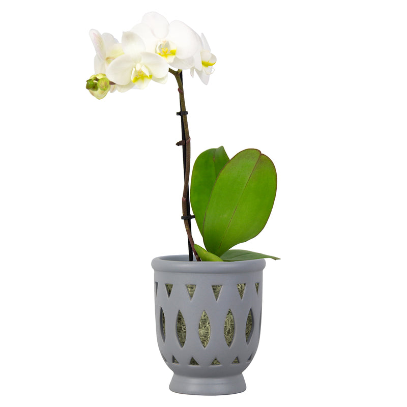 Trendspot Orchid 6.1 in. H X 5.5 in. W X 5.5 in. D X 6 in. D Ceramic Planter Gray