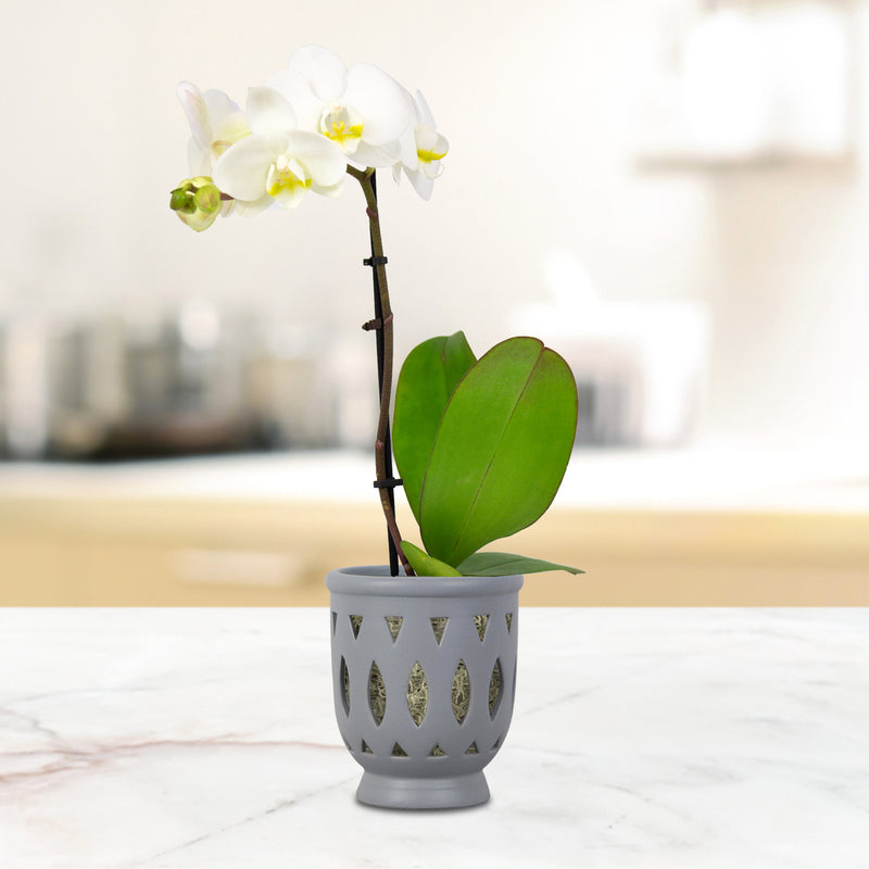Trendspot Orchid 6.1 in. H X 5.5 in. W X 5.5 in. D X 6 in. D Ceramic Planter Gray