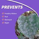 Bonide Rose Shield Systemic Insecticide and Disease Drench Liquid 40 oz