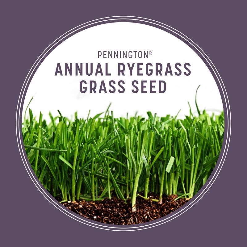 Pennington Annual Ryegrass Sun or Shade Grass Seed 10 lb