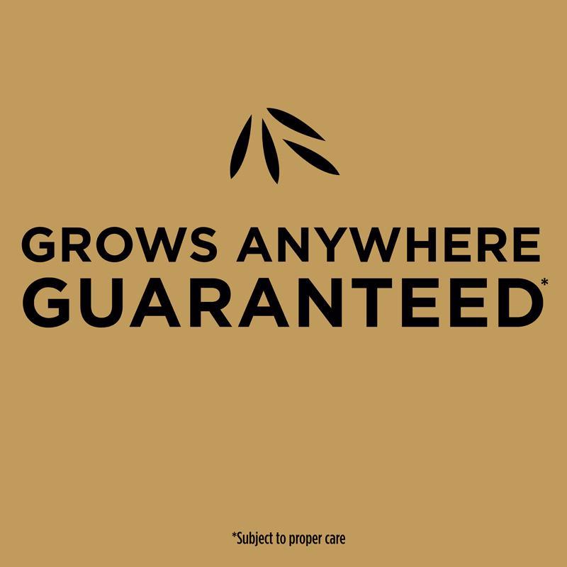 Scotts EZ Seed Tall Fescue Grass Sun or Shade Grass Spot Repair Seed 20 lb