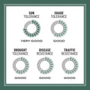 Pennington Kentucky 31 Tall Fescue Grass Sun or Shade Grass Seed 20 lb