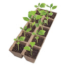 Jiffy 20 Cells Seed Starting Kit 1 pk