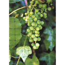 Tenax 100 ft. L X 7 ft. W 1 pk Bird Netting