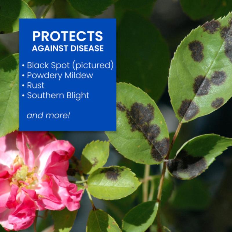 BioAdvanced All-in-One Roses and Flowers 9-14-9 Rose & Flower Fertilizer/Insecticide/Disease Control